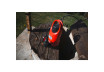 Pompa submersibila&nbsp; 900W 1" 250L/min 8,5m 35mm RD-WP68 thumbnail