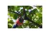 R20 Cordless Pole saw & Hedge Trimmer 2in1 2Ah 3m RDP-PSHT20 thumbnail