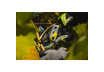 Bypass Pruning Shears VINE GX thumbnail