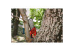 R20 Brushless Cordless Brush Cutter 40V 4in1 RDP-BCPSHT20 thumbnail